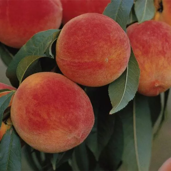 Stark EarliGlo™ Peach Tree
