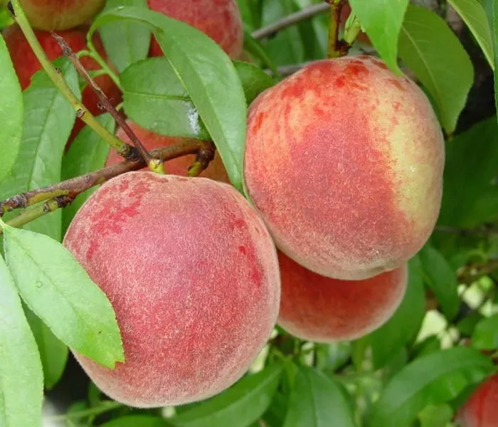 Stark Early White Giant™ Peach Tree
