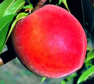 Stark Elberta Queen™ Peach Tree