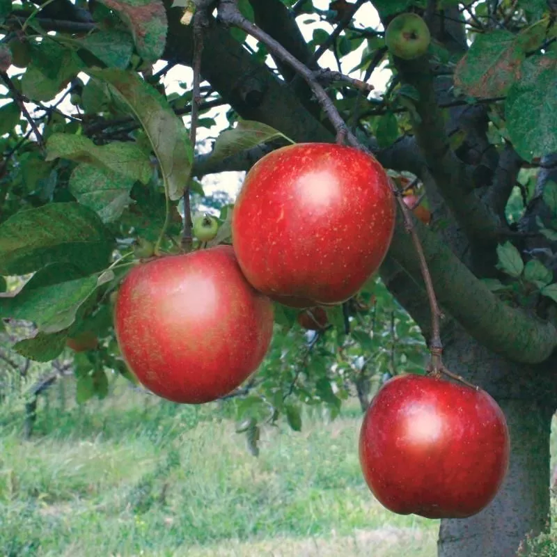 Stark Ruby Darling™ Apple Tree