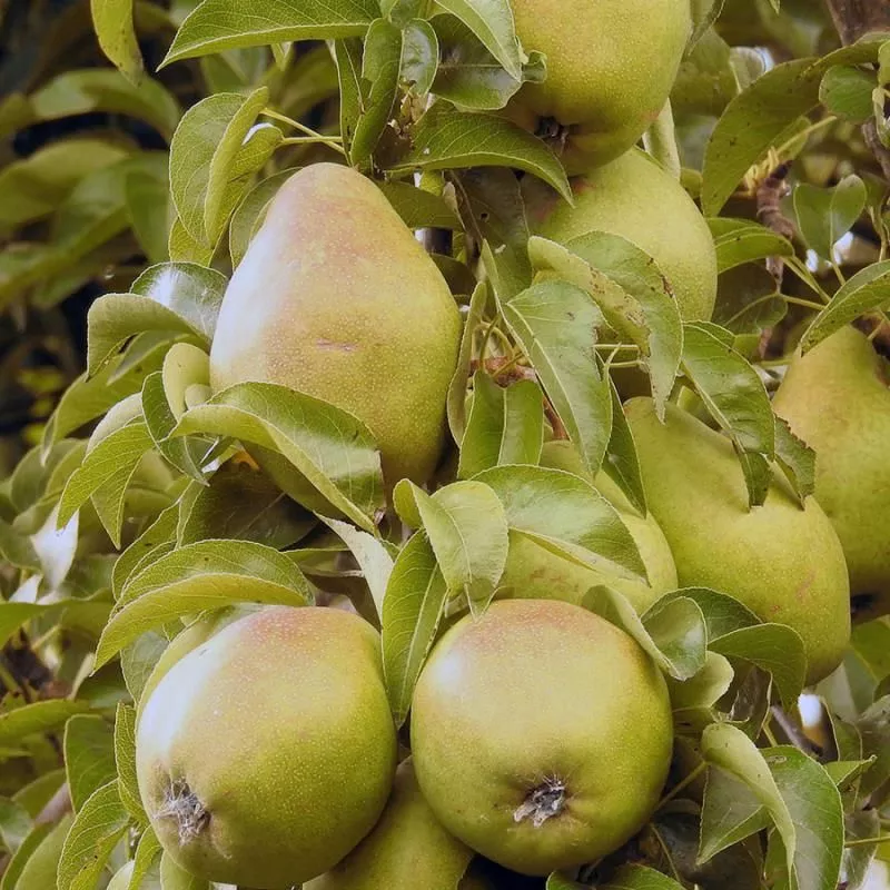 Starking Delicious™ Pear Tree