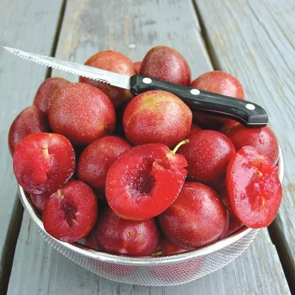 Starking Delicious™ Plum Tree