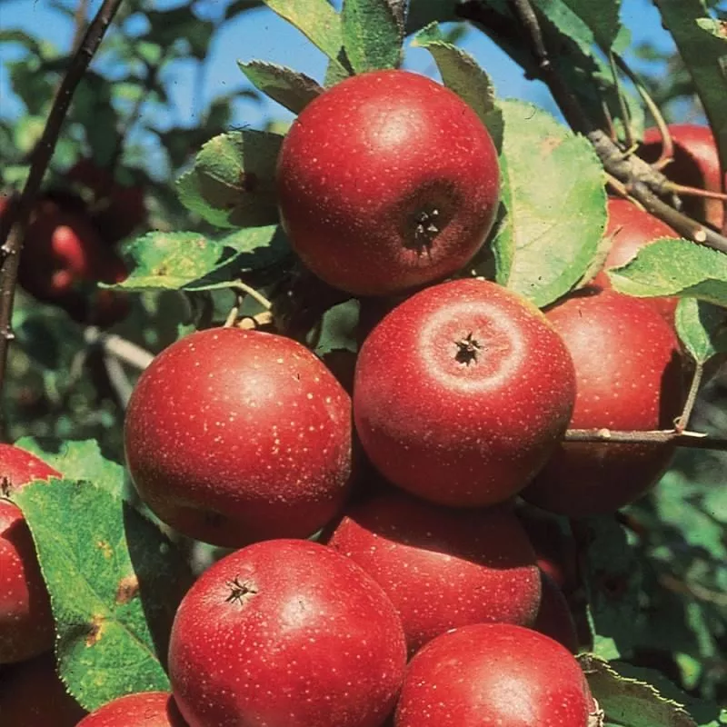 Starkspur Winesap Apple Tree