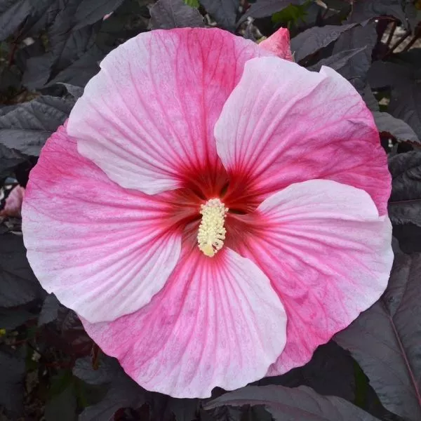 Starry Night Hardy Hibiscus – #2 Container