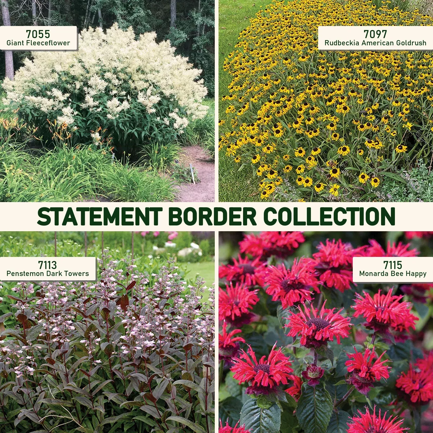 Statement Border Collection