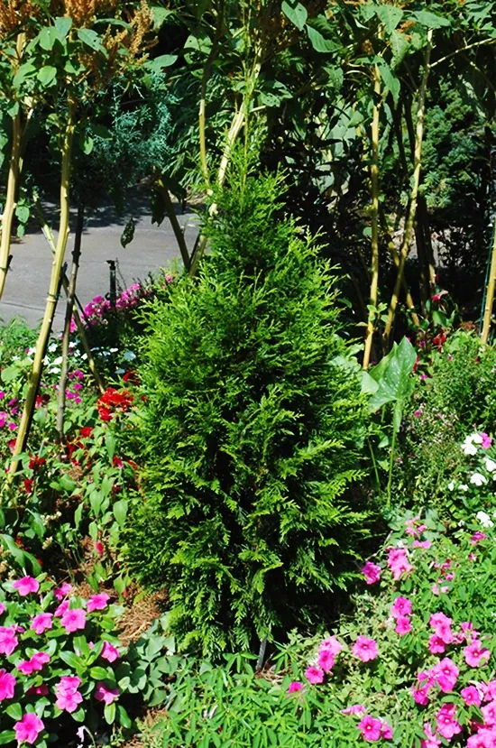 Steeplechase Arborvitae