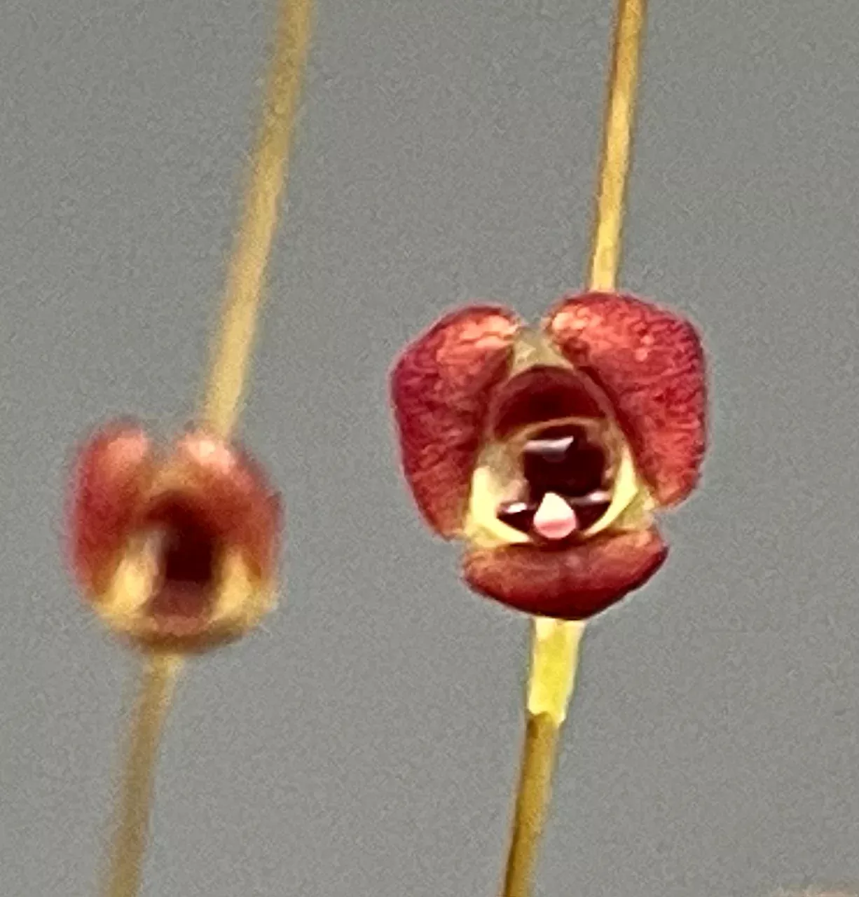 Stelis lentiginosa