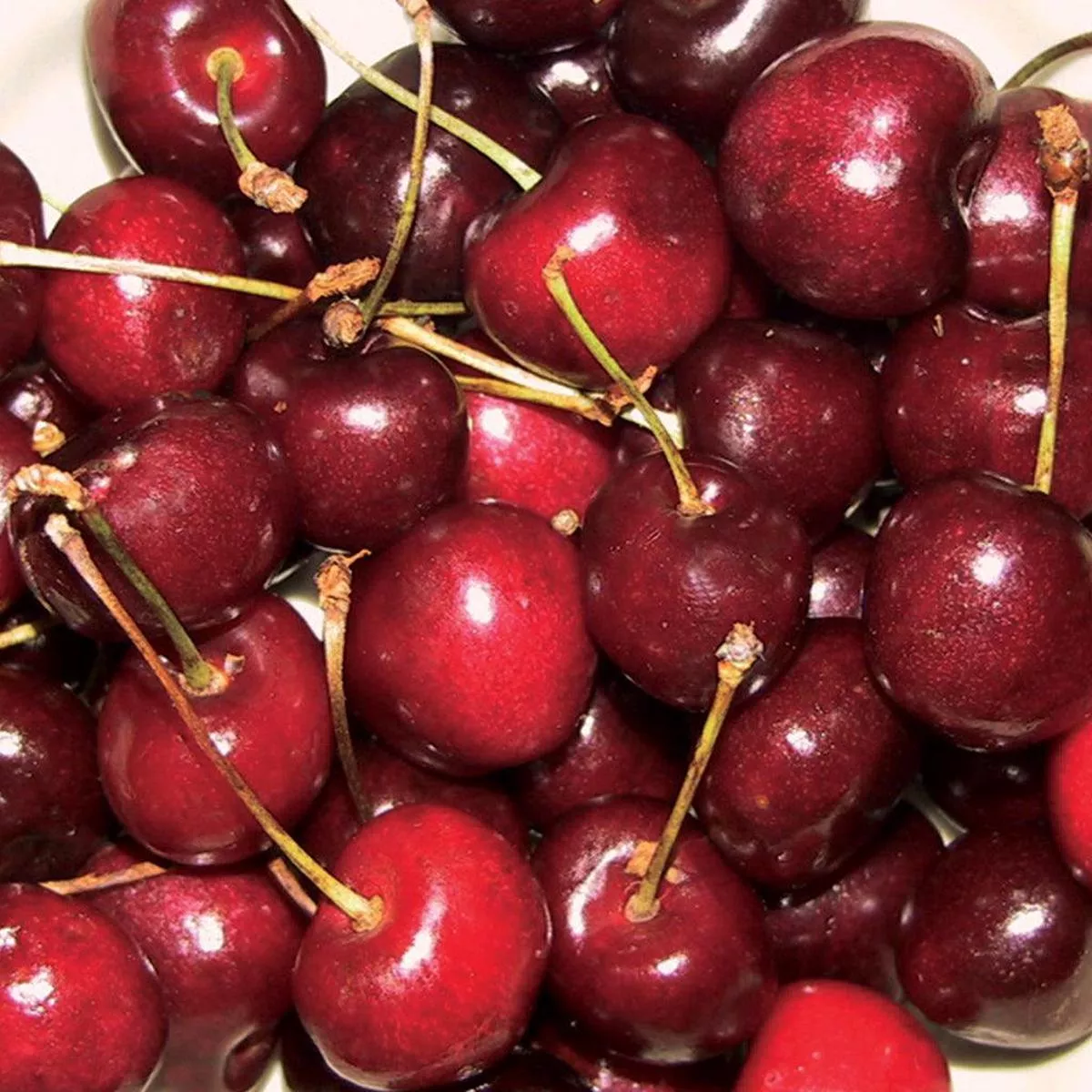 Stella Sweet Cherry Dwarf Tree