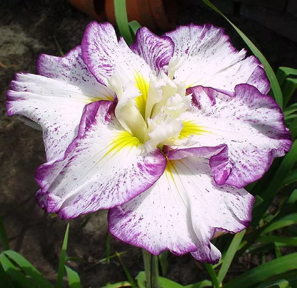 Stippled Ripples Japanese Iris