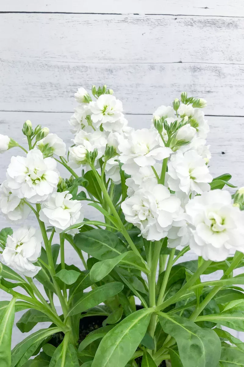 Stock Mime White
