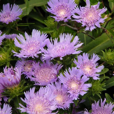 Stokesia l. 'Blue Danube' (30)ct Flat
