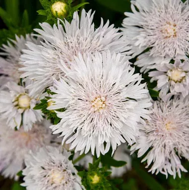 Stokesia l. 'Whitecaps' (30)ct Flat