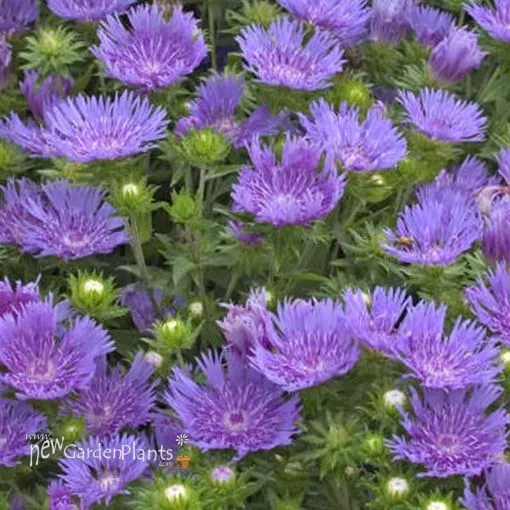 Stokesia 'Peachie's Pick' - One Quart Pot