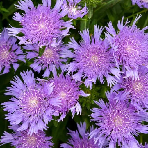 Stokesia 'Riptide' TOTALLY STOKED™ Series - One Quart Pot