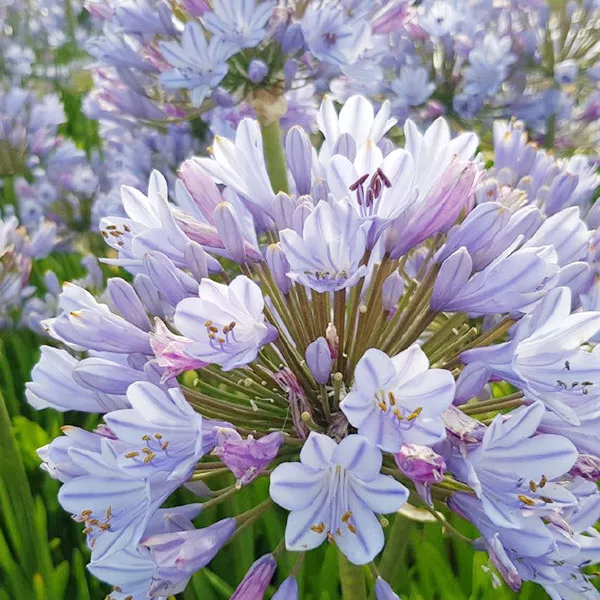 Straight A™ Blue Flare Lily of the Nile – Quart Container