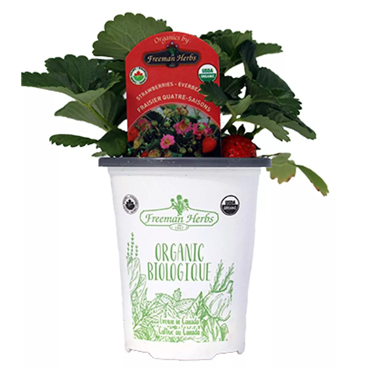 Strawberries – Everbearing