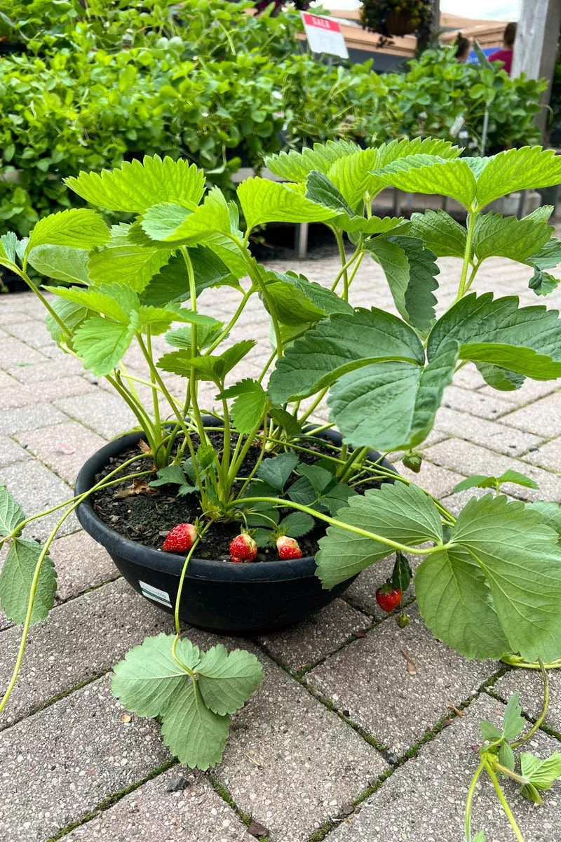 Strawberry, Combo Bowl
