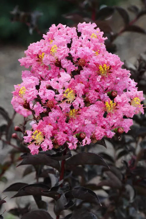 Strawberry Gelato Crape Myrtle - 1 Gallon Pot