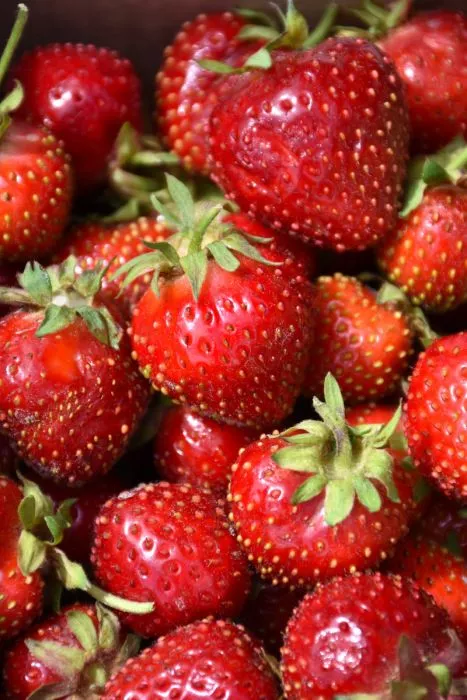 Strawberry - Honeoye