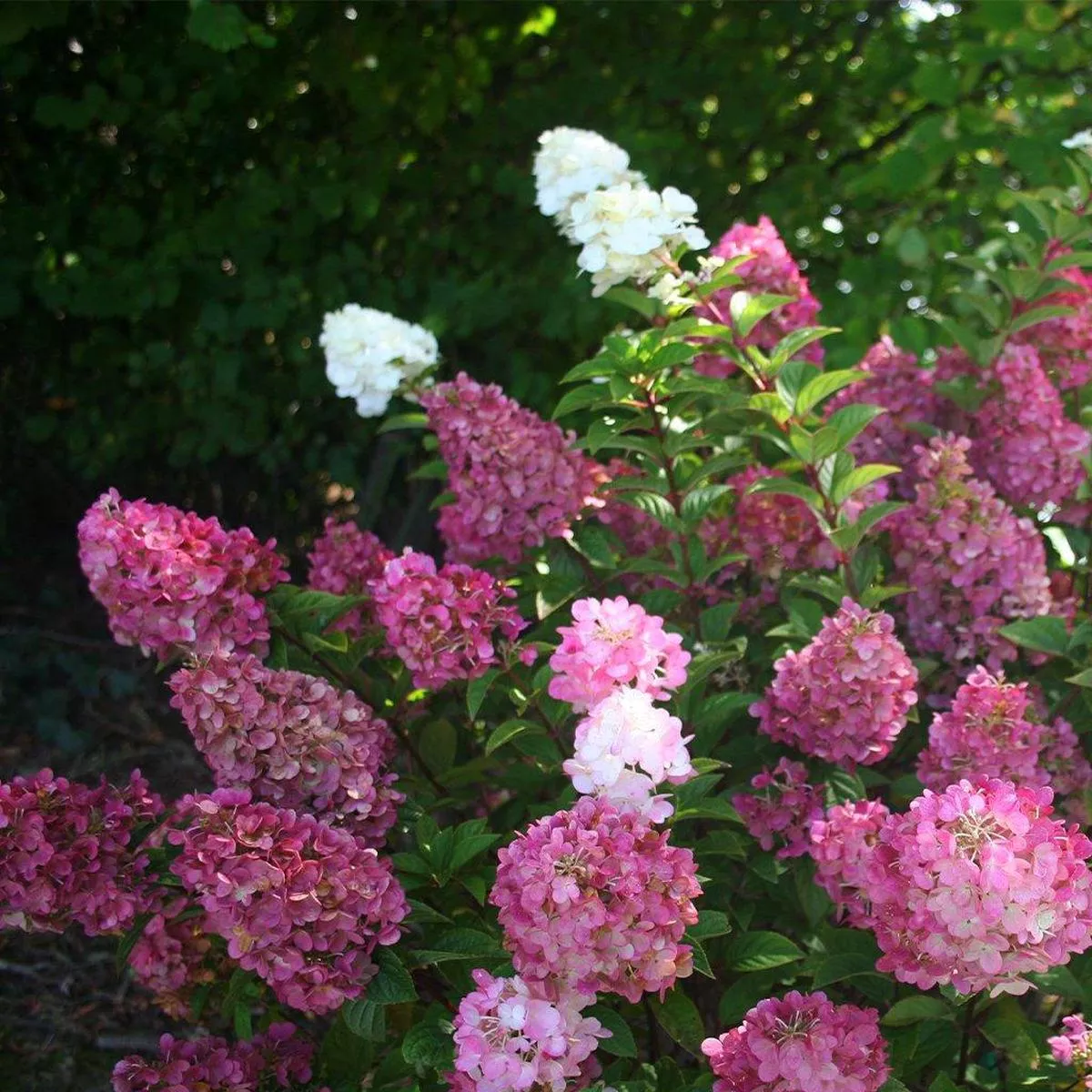Strawberry Sundae Hydrangea FE # 2 FE Cont