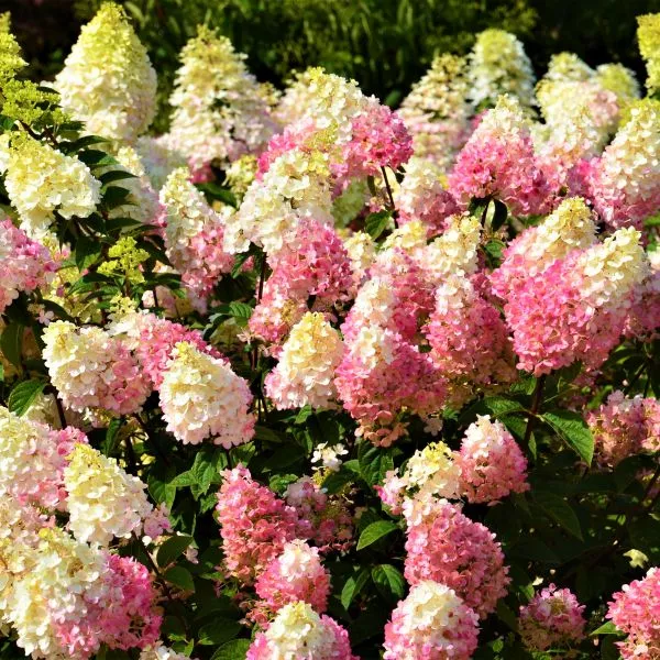 Strawberry Sundae Panicle Hydrangea