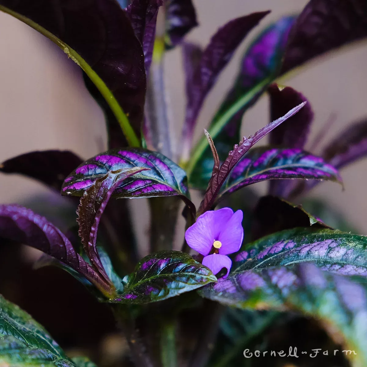 Strobilanthes dyerianus 4in Persian Shield