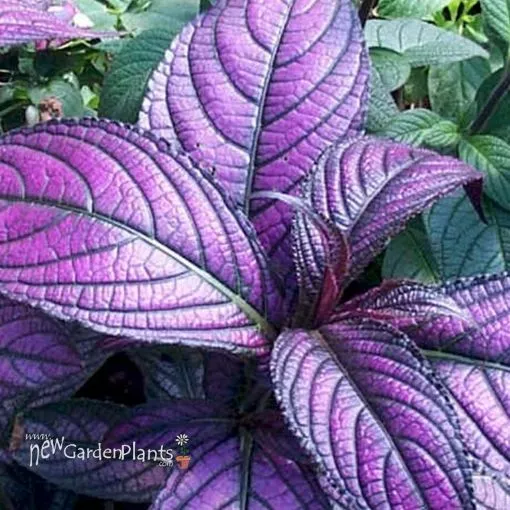 Strobilanthes 'Persian Shield' - 4.5" Pot