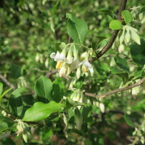 Styrax americanus ‘Baby Blue’