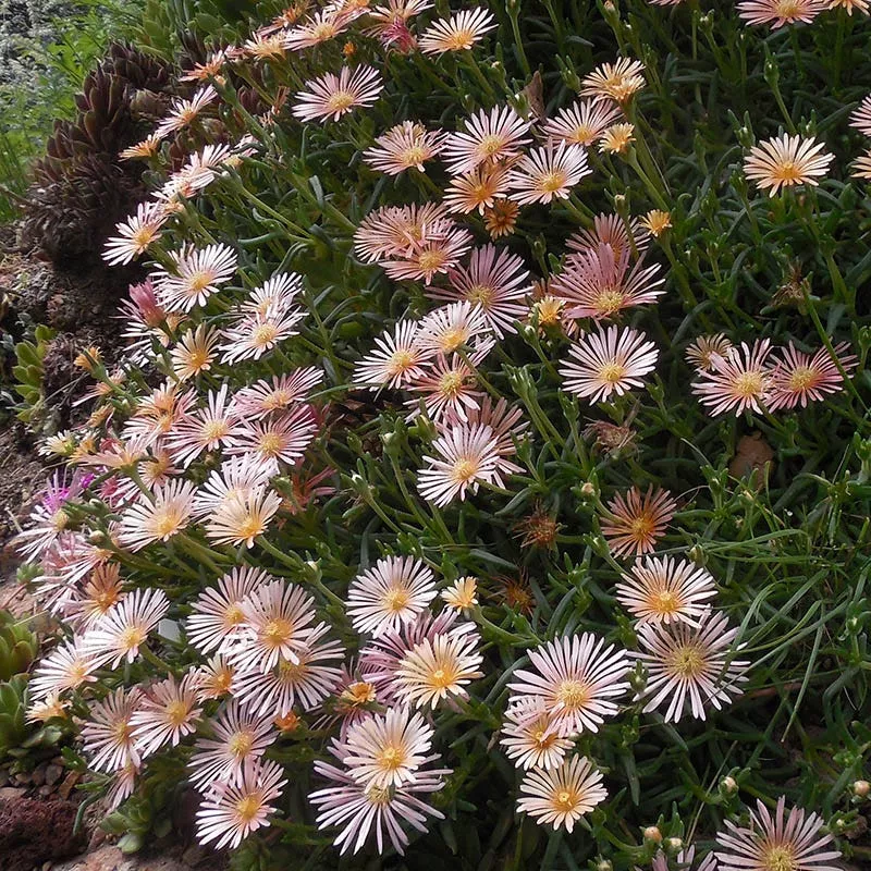 Succulent Groundcover Collection