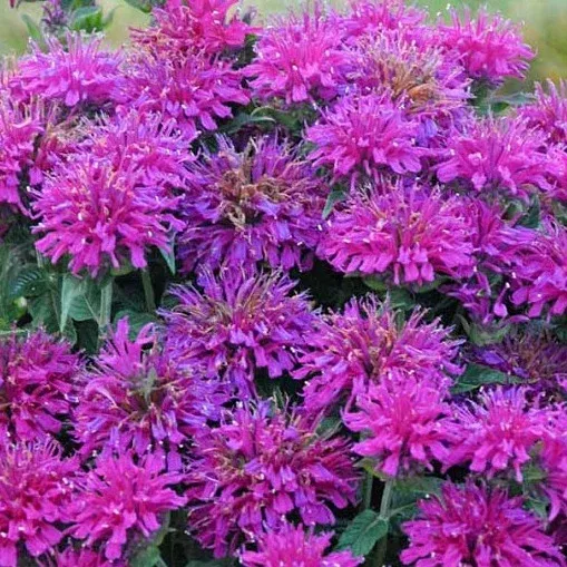 Sugar Buzz Grape Gumball Monarda (Bee Balm)