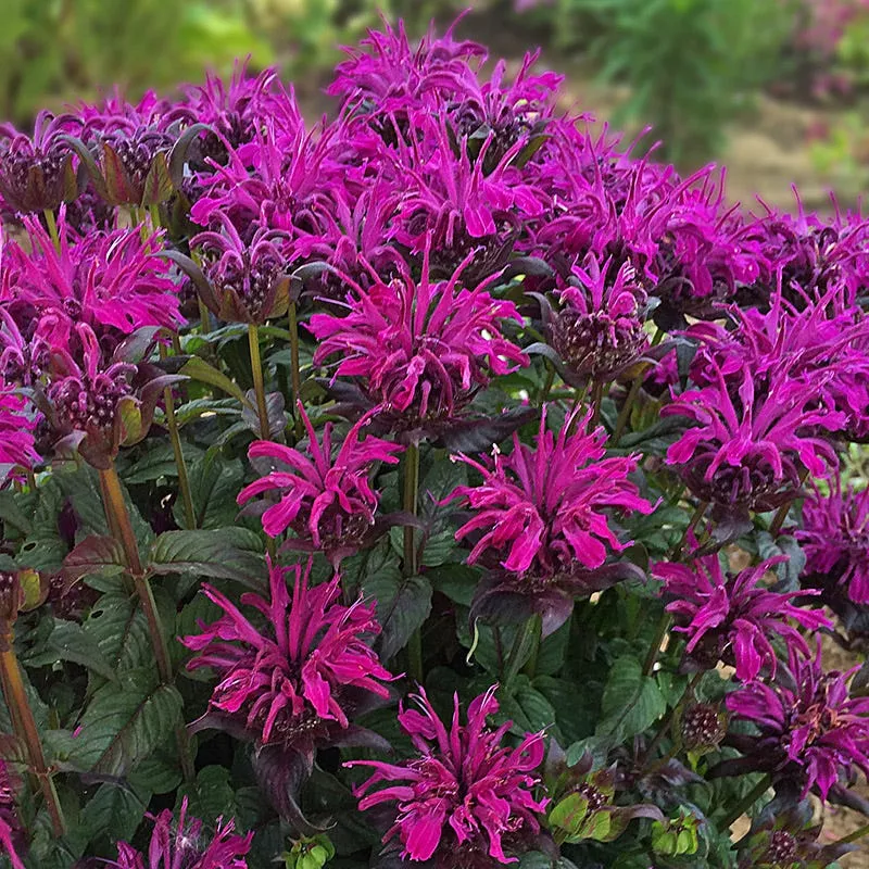 SUGAR BUZZ Rockin Raspberry Bee Balm