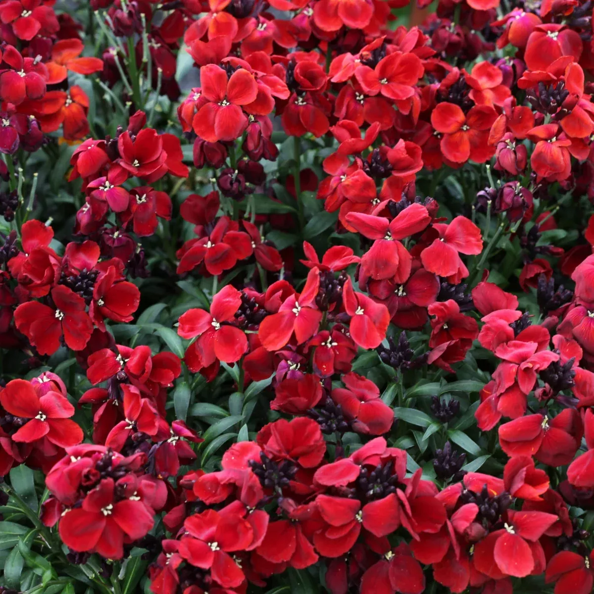 Sugar Rush Red Cheiranthus (Wallflower)