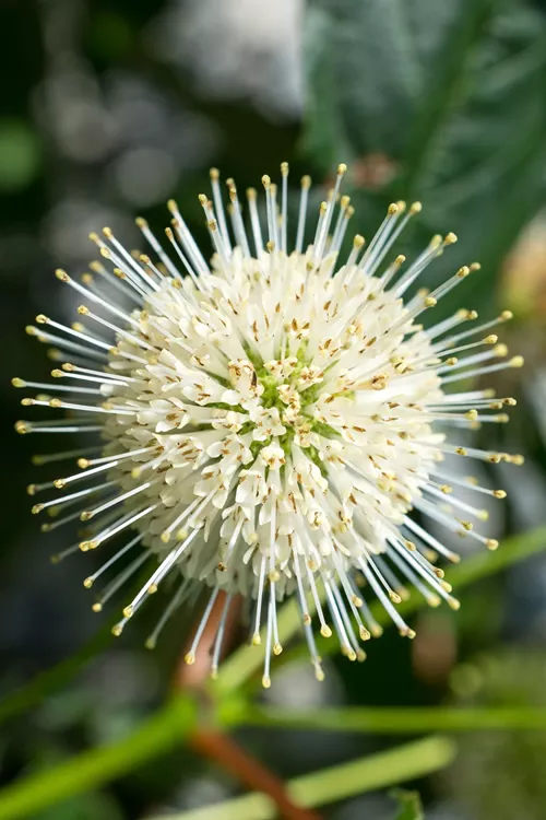 Sugar Shack Fragrant Dwarf Buttonbush (Cephalanthus occidentalis) - 1 Gallon Pot