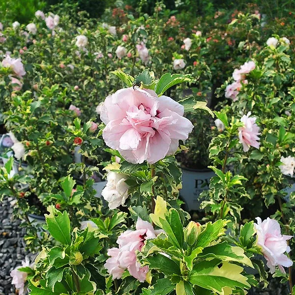 Sugar Tip Rose Of Sharon