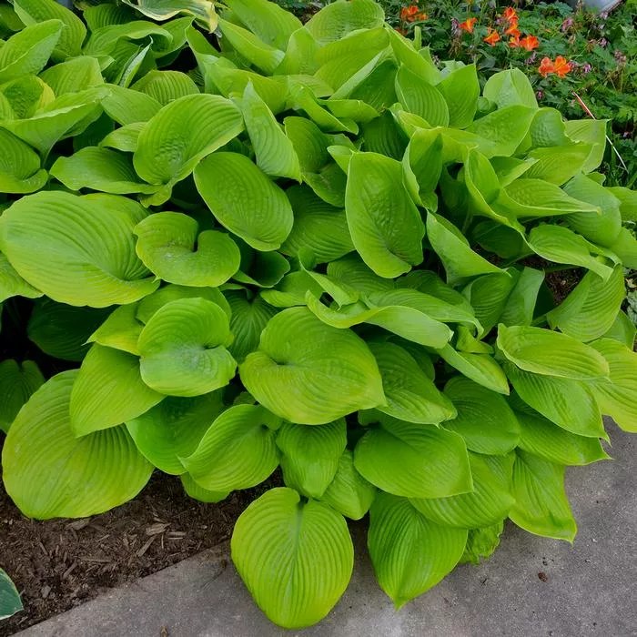 Sum and Substance Hosta (Plantain Lily)