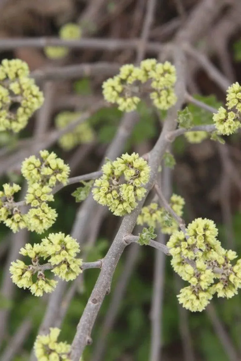 Sumac, Lacette