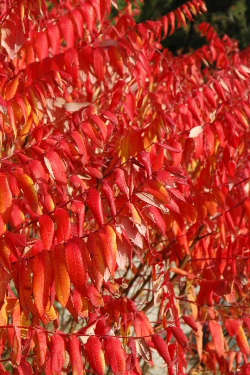 Sumac, Smooth