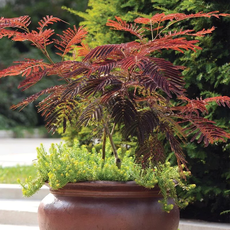 Summer Chocolate Mimosa Tree