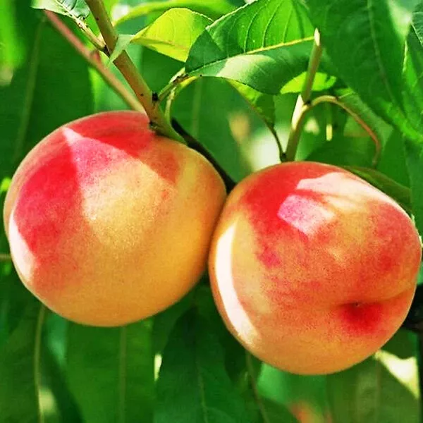 Summer Prince Peach