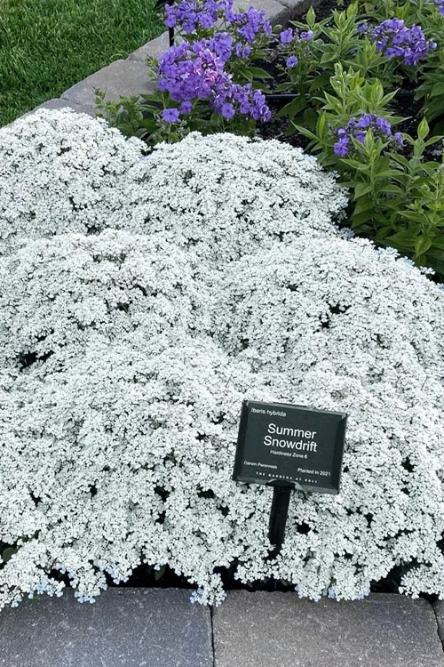 Summer Snowdrift Candytuft (Iberis) - 1 Gallon Pot