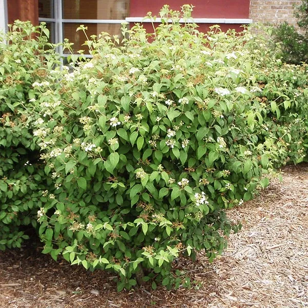 Summer Snowflake Viburnum