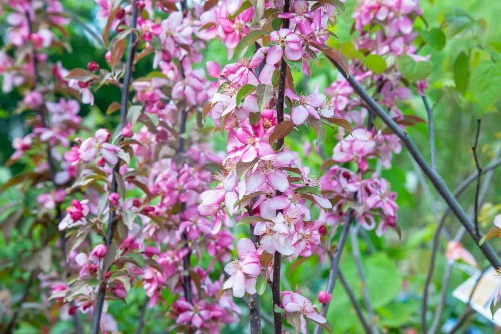Summer Wonder Crabapple Tree – 4-5 FT
