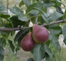 Summercrisp Pear Tree