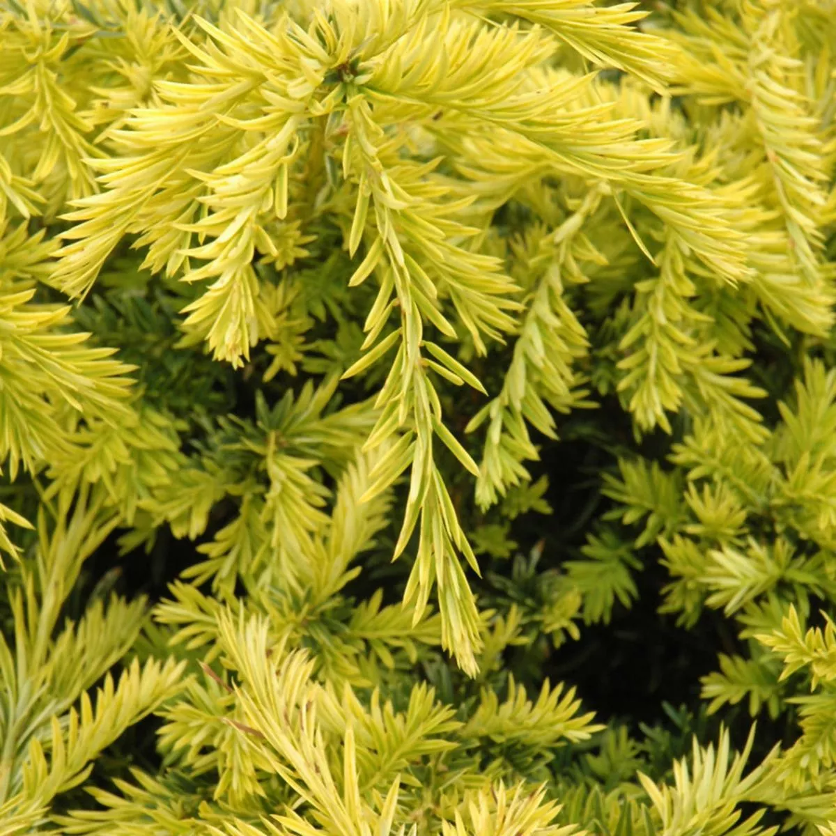 Sunburst Yew # 3 Container