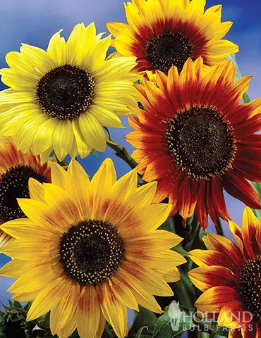 Sunflower Collection