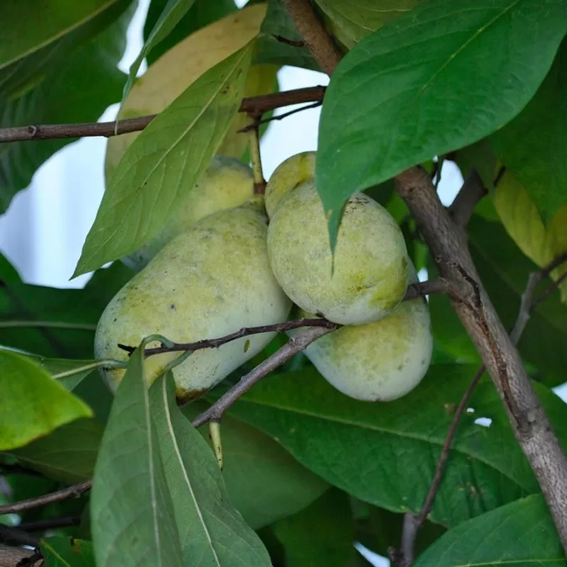 Sunflower Pawpaw Tree