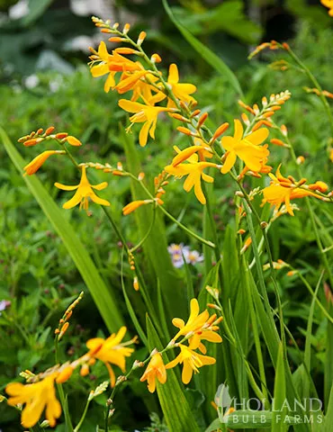 Sunglow Crocosmia