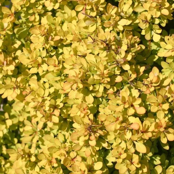 Sunjoy Mini Saffron Barberry