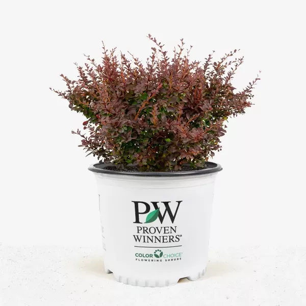 Sunjoy Mini Salsa Barberry