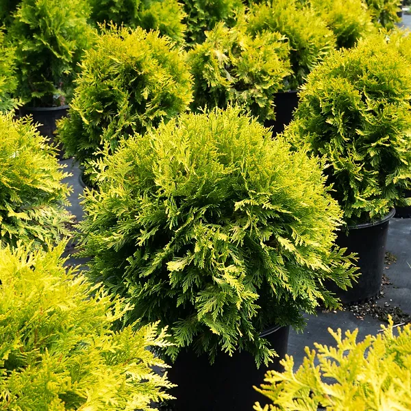 Sunkissed Arborvitae